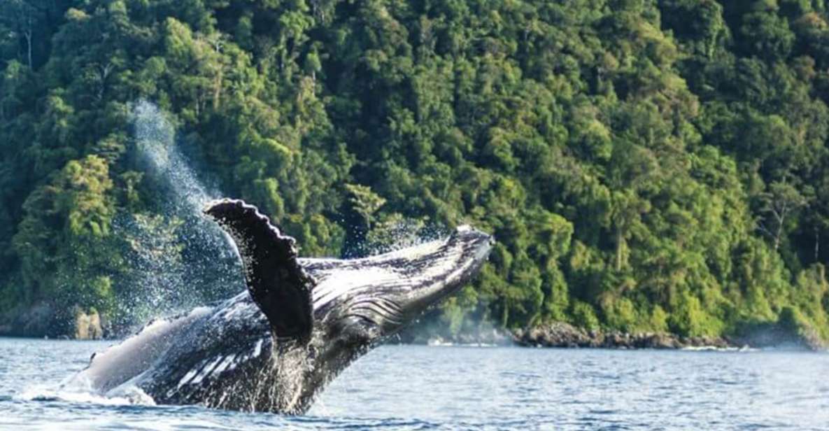 Buenaventura: Pacific Coast Whale Watching Tour - Booking and Payment Information