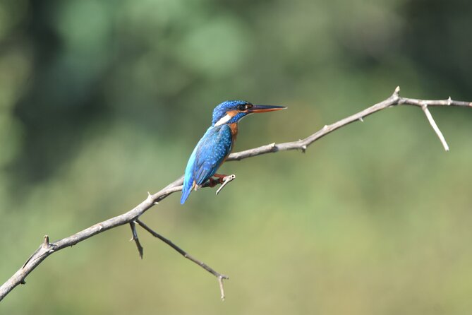 Bundala National Park Small-Group Half-Day Tour  - Yala National Park - Additional Information