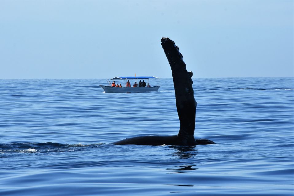 Cabo: 2-Hour Whale Watching Boat Ride With Free Pictures - Customer Reviews