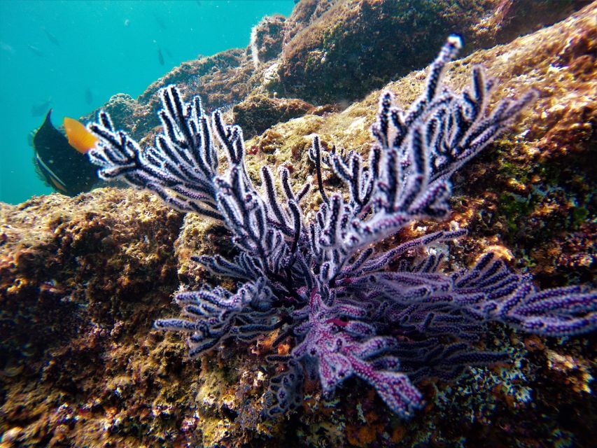 Cabo: Hidden Beach Day With Snorkeling in the Sea of Cortez - Traveler Feedback