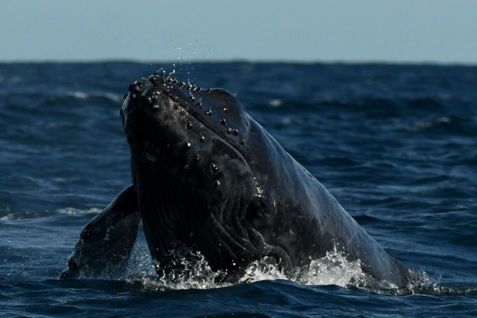 Cabo San Lucas: Up Close Whale Watching Small Group Tour - Whale Watching Adventure