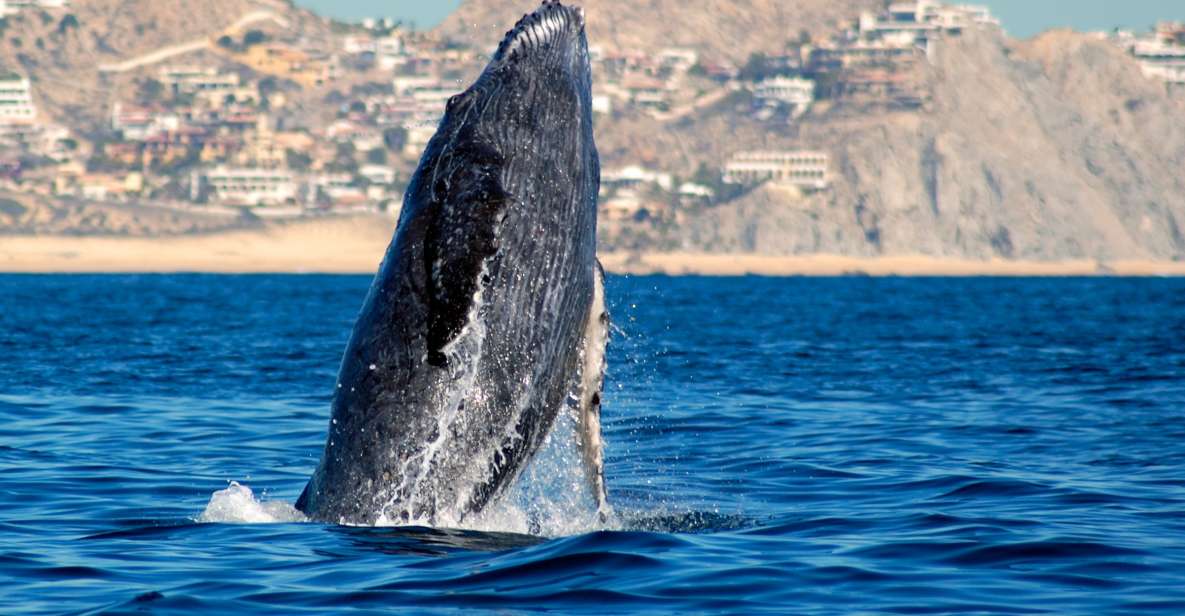 Cabo San Lucas: Whale Watching Catamaran Experience - Tour Ratings