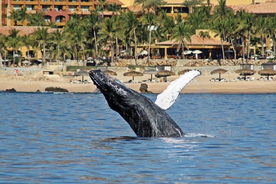 Cabo San Lucas: Whale Watching Experience on Catamaran - Inclusions and Meal Options