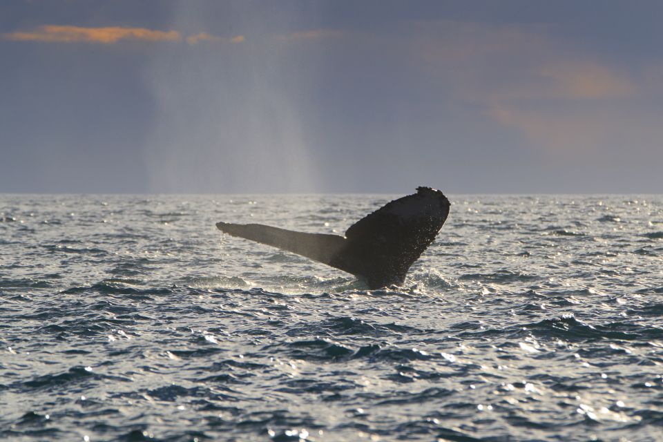 Cabo San Lucas: Whale Watching Tour With Buffet & Open Bar - Additional Information