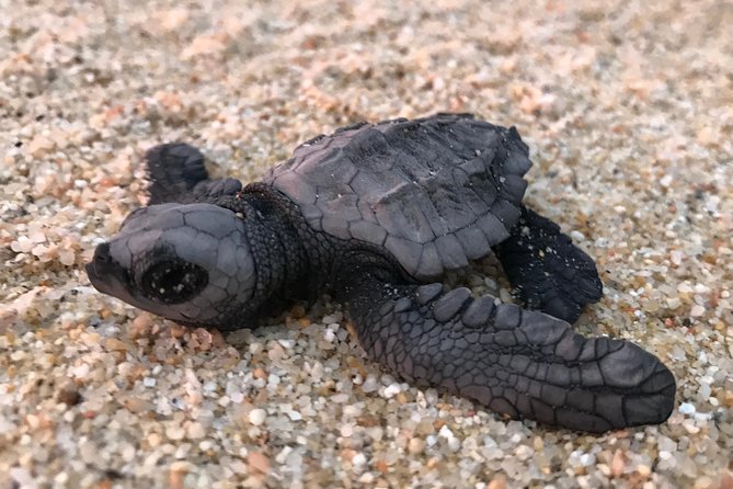 Cabo Sea Turtles Release With Marine Biologist  - Cabo San Lucas - Directions