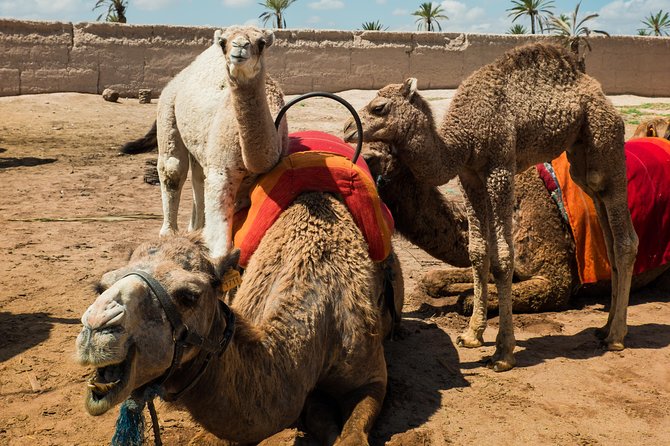 Camel Ride and Quad Biking With Fresh Mint Tea - Helpful Directions for Participants