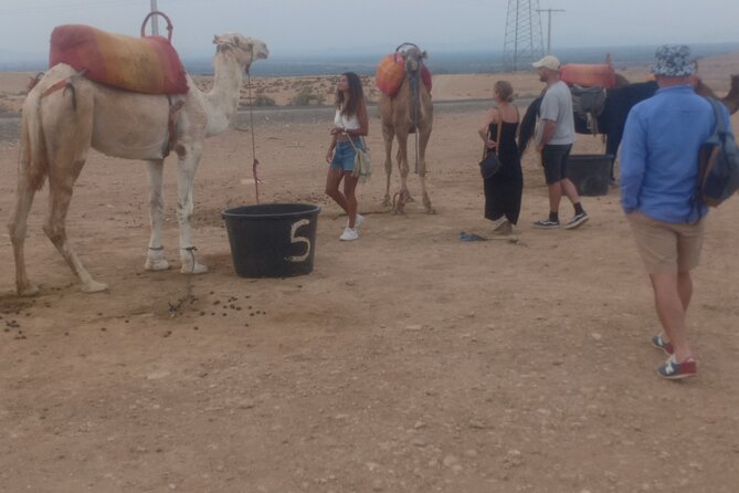 Camel Ride at Sunset From the Palm Grove - Booking Information and Options