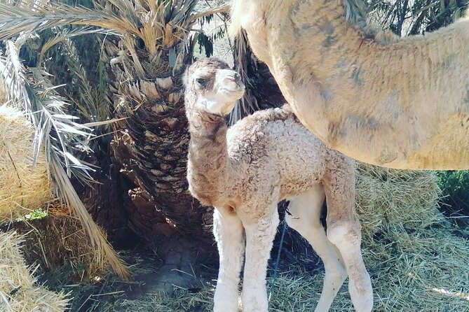 Camel Ride, Dinner Show in the Agafay Desert - Legal and Copyright Information