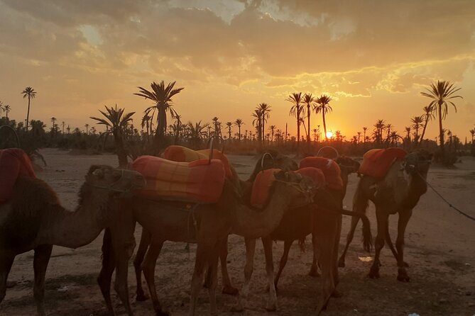 Camel Ride Marrakech Palmeraie