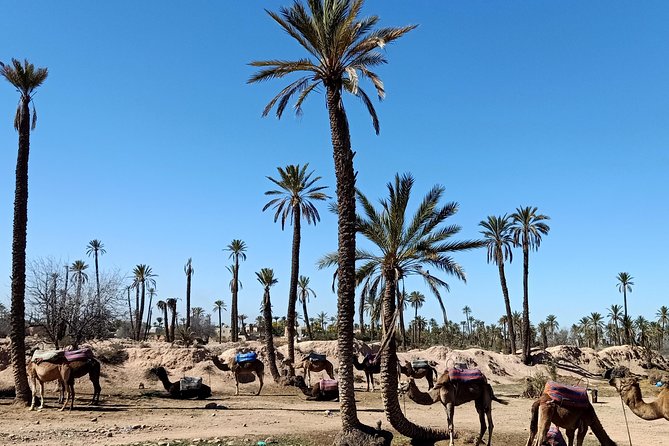 Camel Ride on the Palm Grove Marrakech - Traveler Photos