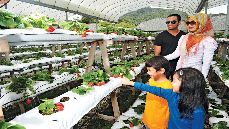 Cameron Highlands 1 Day Tour From Kuala Lumpur - Additional Information