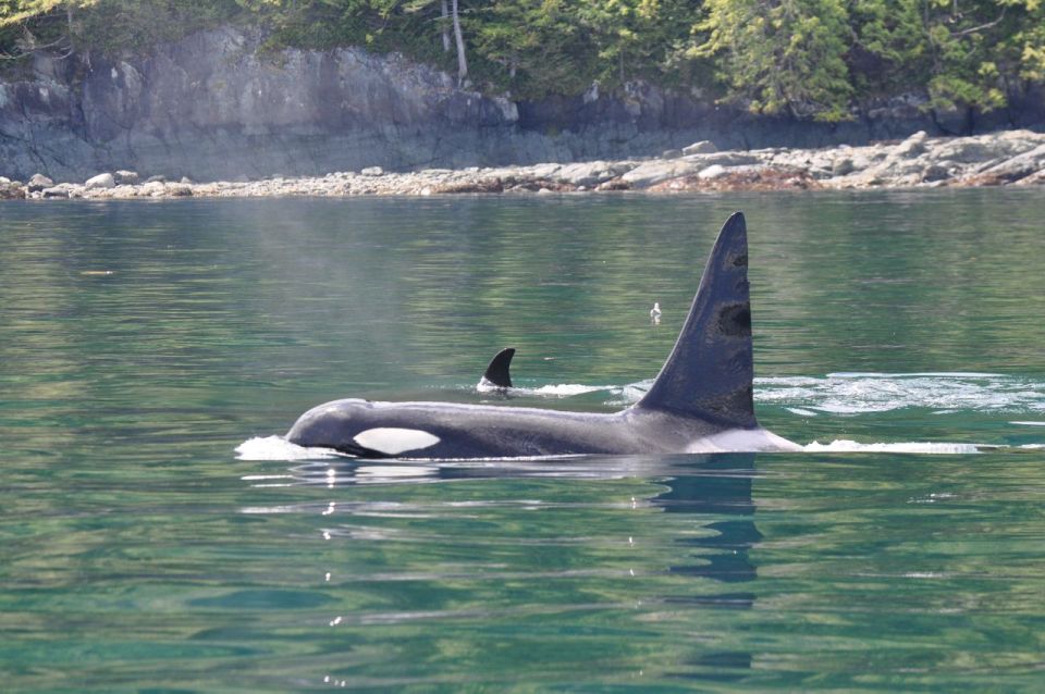 Campbell River: 6-Hour Whale Watching Boat Tour - Directions