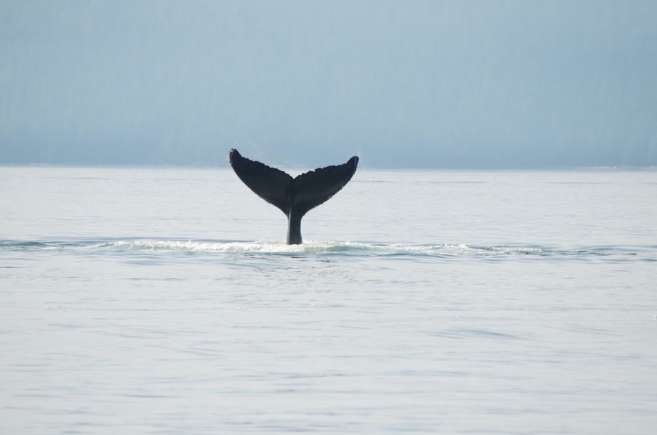 Campbell River: Whale Watching and Wildlife Viewing Day Tour - Location Details