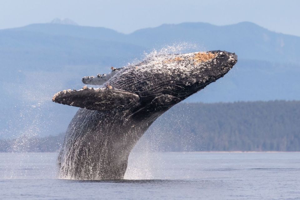 Campbell River: Whale & Wildlife Discovery Cruise - Tips for the Cruise
