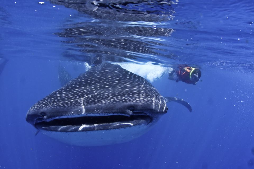 Cancun/Playa Del Carmen: 6-Hour Private Whale Shark Tour - Customer Reviews and Ratings