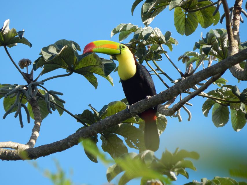 Cancun: Private Birdwatching Tour - Common questions