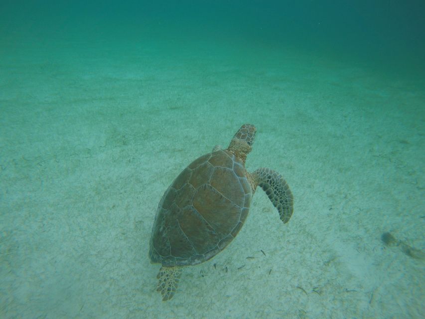 Cancún: Snorkeling With Marine Turtles and Cenote Swim - Directions