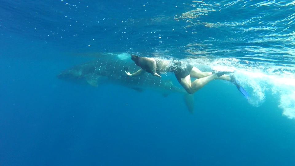 Cancún Whale Shark Tour - Safety Measures