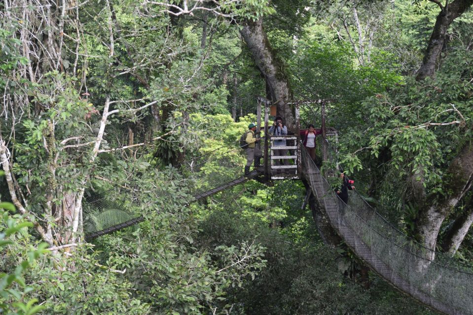 Canopy Walk and Monkey Island - Itinerary Details