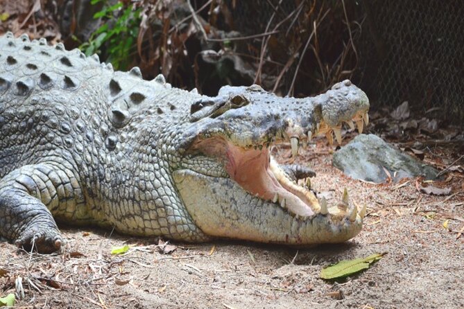 Cape Tribulation and Daintree Wilderness Day Tour in Cairns - Contact Information