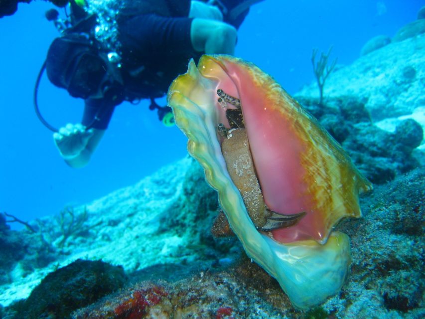 Cartagena: Scuba Diving Day Trip at Playa Blanca With Lunch - Inclusions and Booking Details