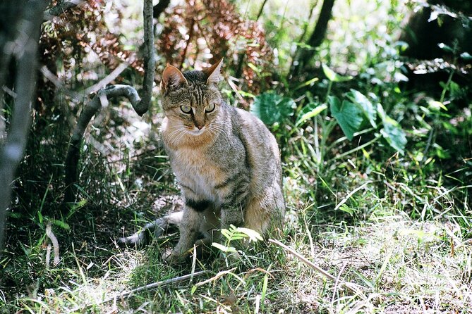 Cats in Conservation - Ways to Support Cat Conservation