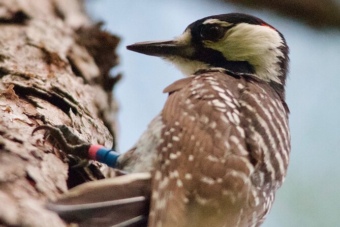 Central Florida Half-Day Private Birding Tour - 2 Person Max - Common questions