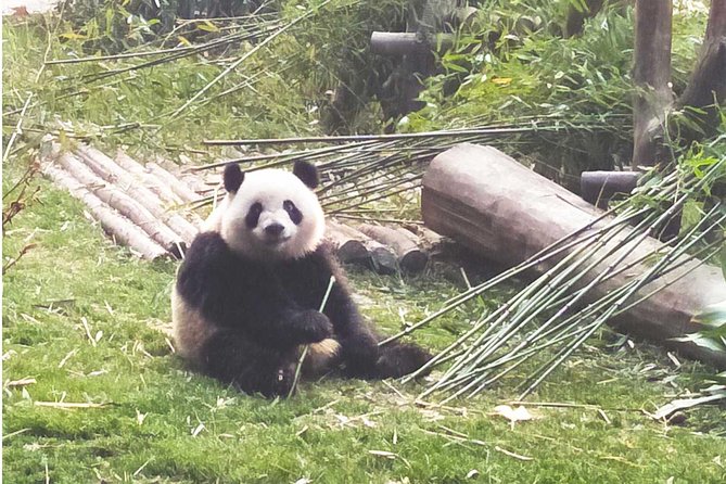 Chengdu Panda Base, Panda Post, Panda Sculpture - Common questions