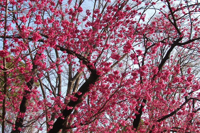 Cherry Blossom Highlights, Asakusa, Ueno & Meiji Shrine - Cherry Blossom Viewing Tips