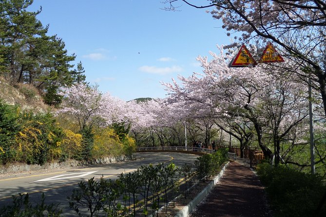 Cherry Blossom Tour in Busan and Jinhae From Busan - Dining Options