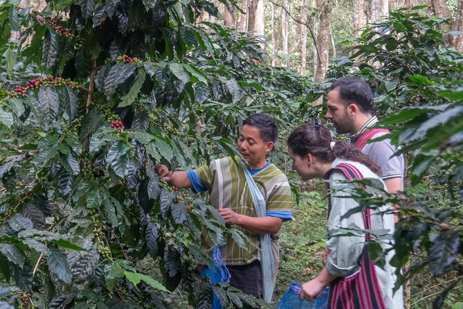 Chiang Mai Coffee Tour: Trekking to Farm, Roast and Brew Workshop - Common questions