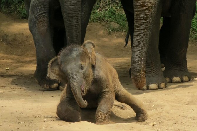 Chiang Mai Elephant Sanctuary Visit - Practical Information