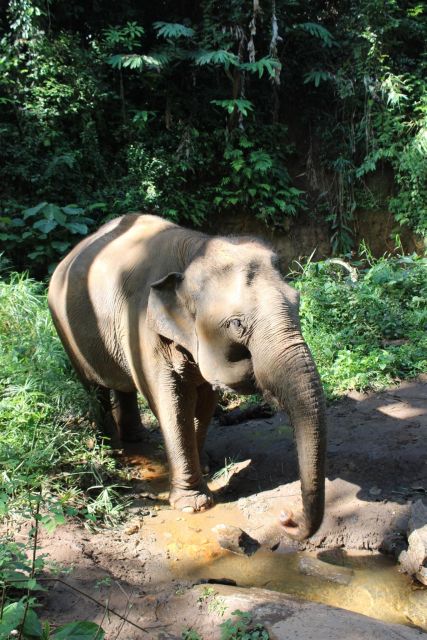 Chiang Mai: Elephants, Waterfall, and White Water Rafting - Directions