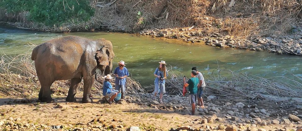Chiang Mai : Highlight in One Day - Healthy Elephant Interaction