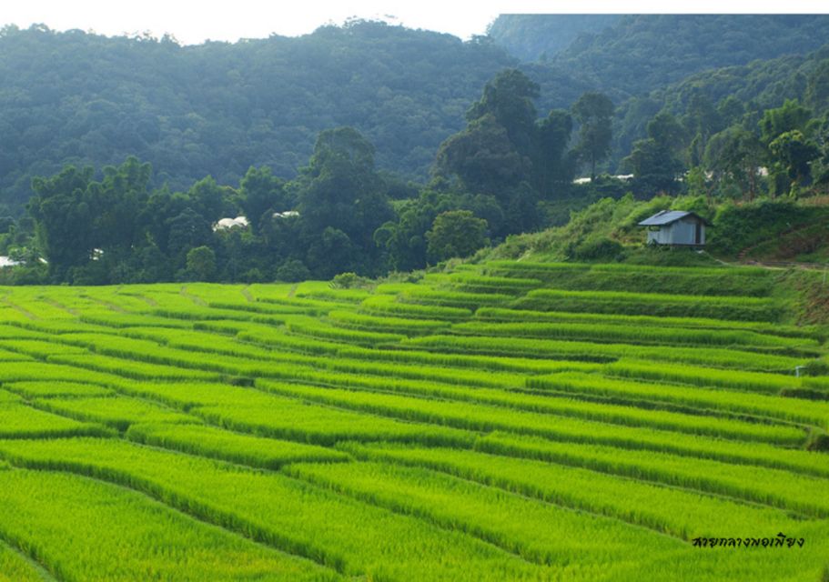 ChiangMai: Doi Inthanon National Park&mini-trek to Waterfall - Highlights of Hmong Tribal Local Market