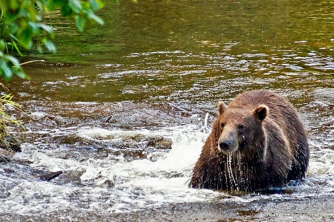 Chichagof Island Tour: Brown Bear Search - Traveler Insights