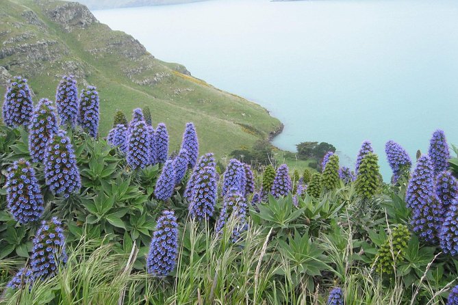 Christchurch Coastal Hiking Tour - Questions and Support