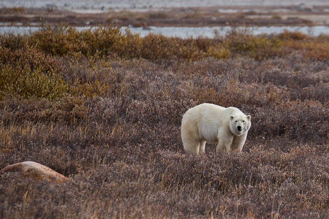 Classic 5 Night Churchill Polar Bear Adventure - Cancellation Policy Information