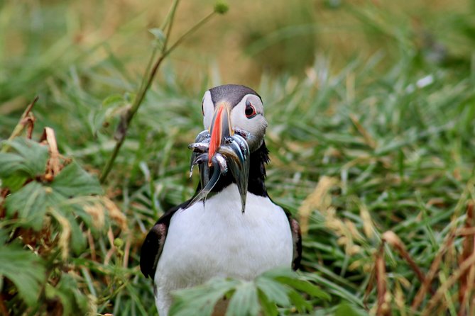 Classic Puffin Watching Cruise From Down Town Reykjavík - Directions