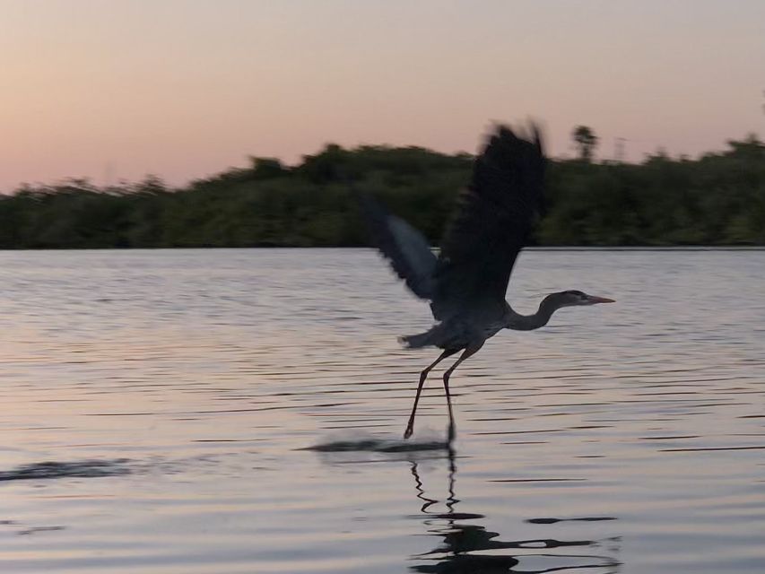 Cocoa Beach: Sunset Guided Kayak Tour - Common questions