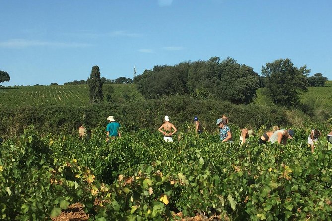 Côtes Du Rhône Wine Tour: Avignon, Palace of the Popes - Reviews and Ratings