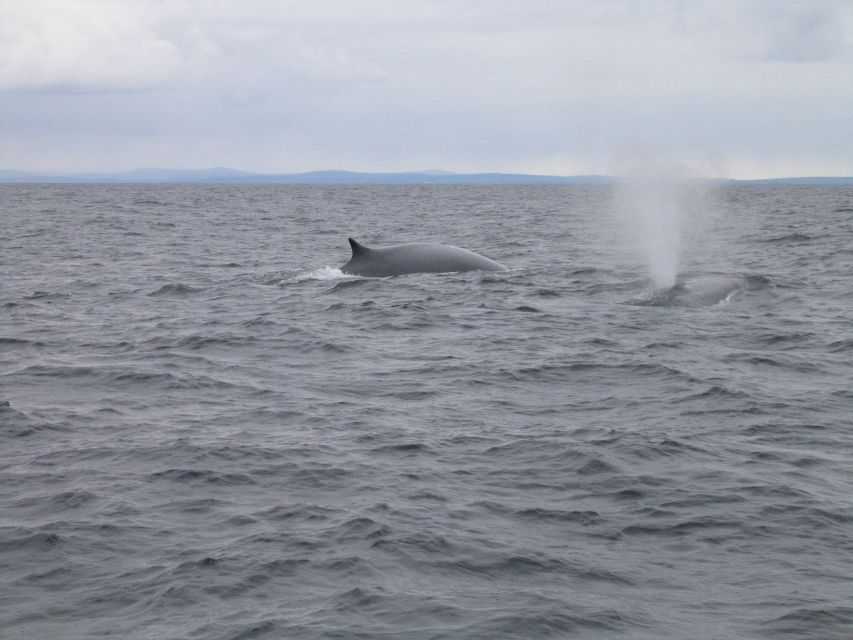 County Cork: Whale & Dolphin Watching Boat Trip