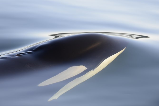 Cowichan Bay Half Day Whale & Wildlife Adventure - Last Words