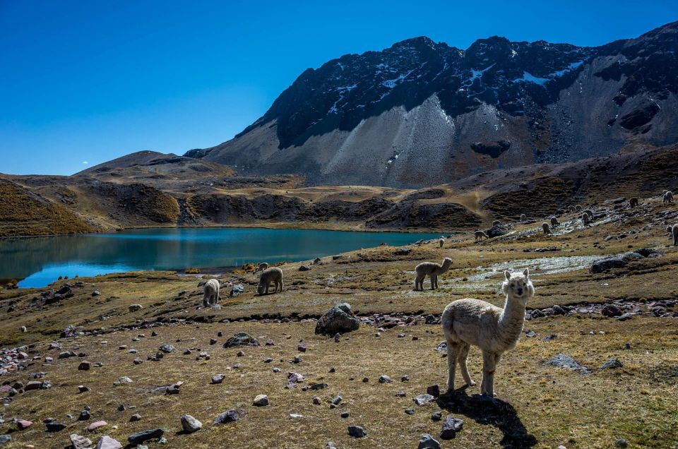 Cusco: Excursion to Ausangate 7 Lagunas Lunch - Reservation Details