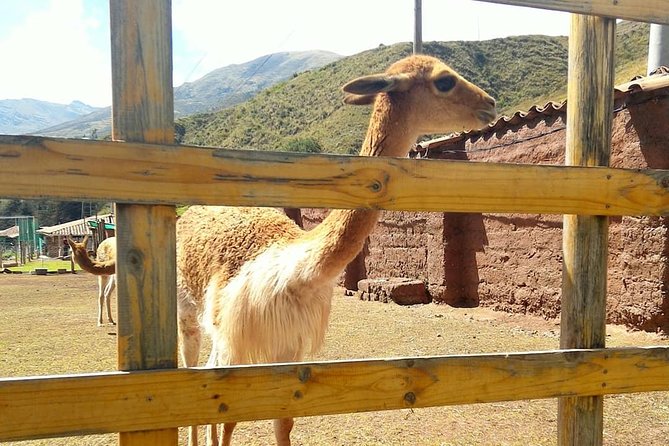 Cusco: Visit to Cochahuasi Animal Sanctuary With Transport - Additional Details