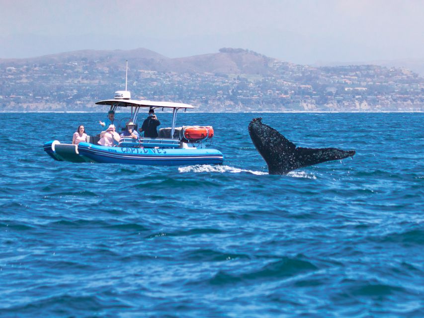 Dana Point Fast & Fun Zodiac-Style Dolphin & Whale Watching - Year-round Sightings