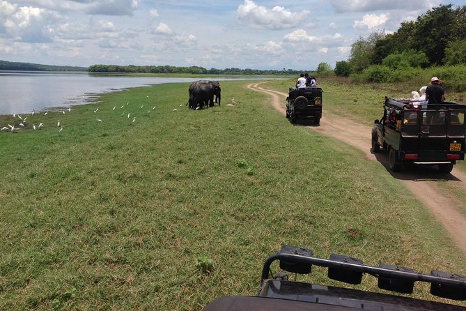 Day Tour From Colombo to Sigiriya, Pidurangala Rock & National Park Safari - Customer Reviews