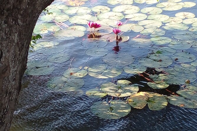 Day Tour to Anawilundawa Wetland Sanctuary - Pricing and Information