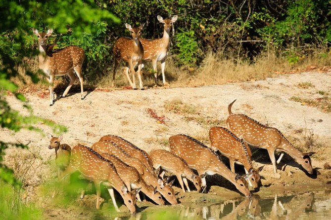 Day Tour to Wilpattu National Park From Colombo - Essential Travel Tips