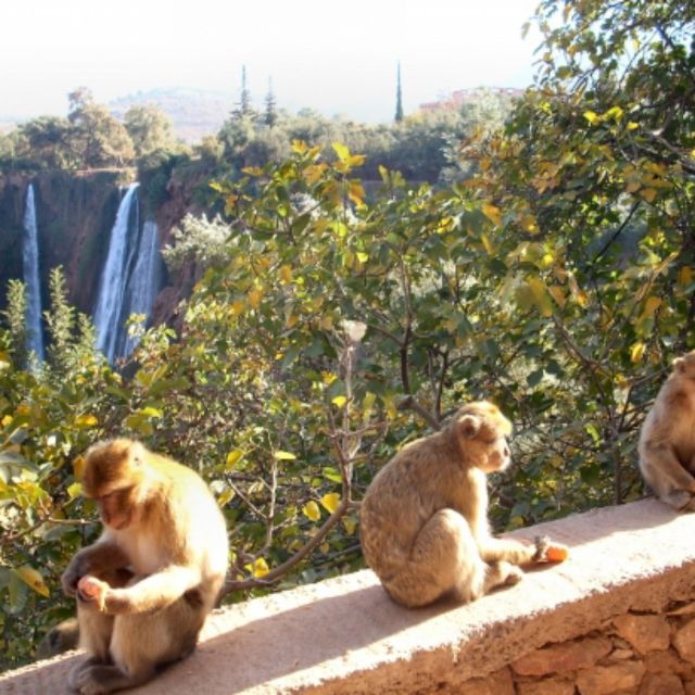 Day Trip Marrakech Ouzoud Waterfalls Guided Hike& Boat Trip - Last Words